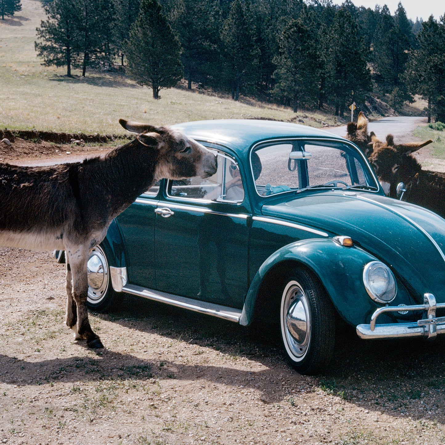 COCCINELLE_VOLKSWAGEN